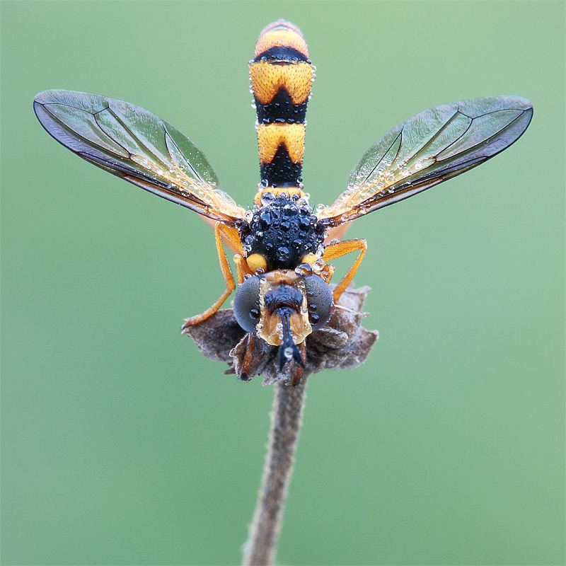 Conops vitellinus F (Conopidae)